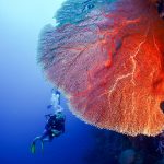 5 Favorite Diving Spots to Try in Bali