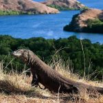 5 Top Things to do in Flores