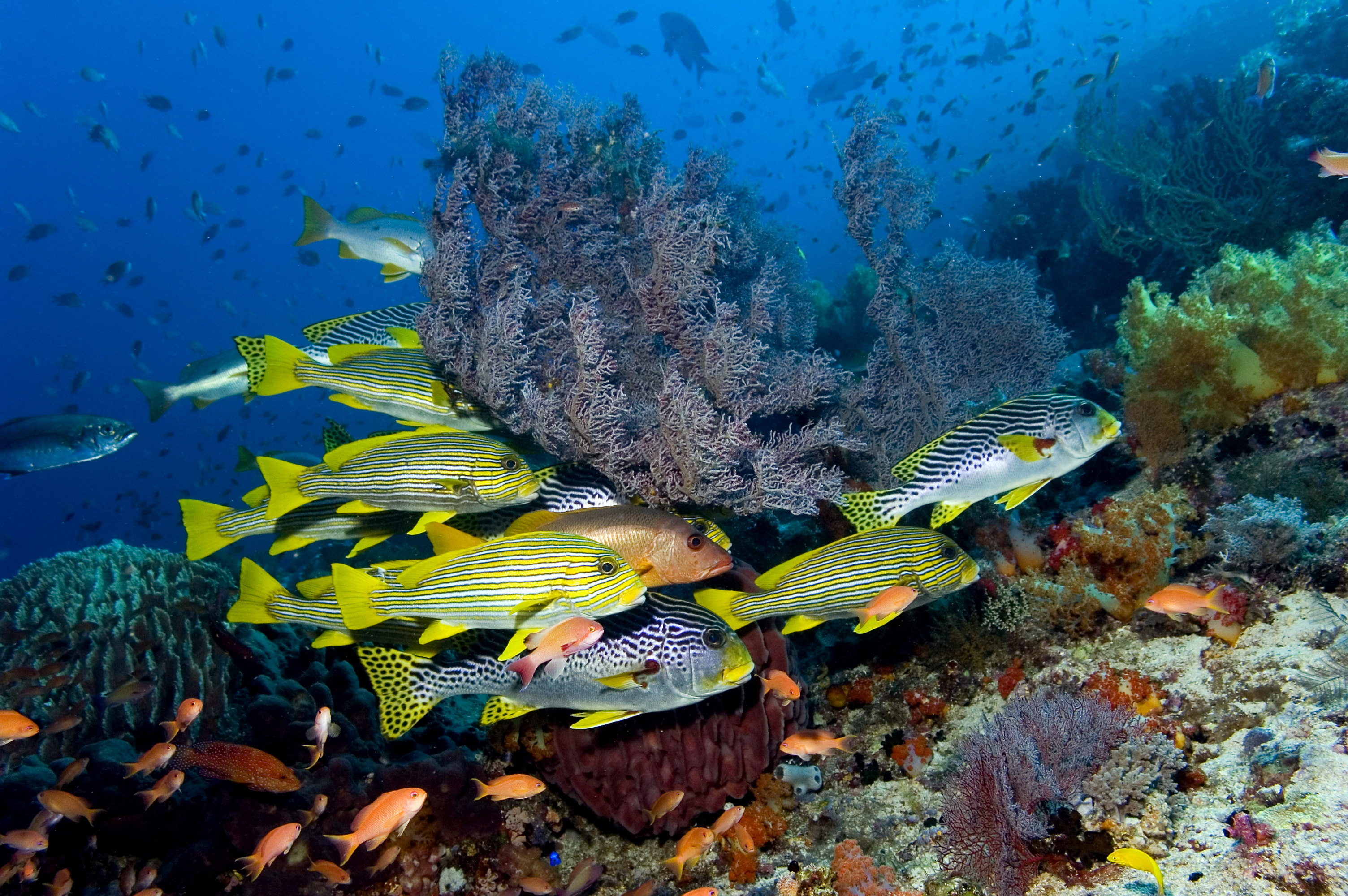 Underwater wonders at Komodo National Park