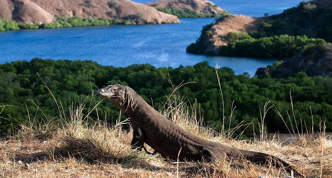 komodo