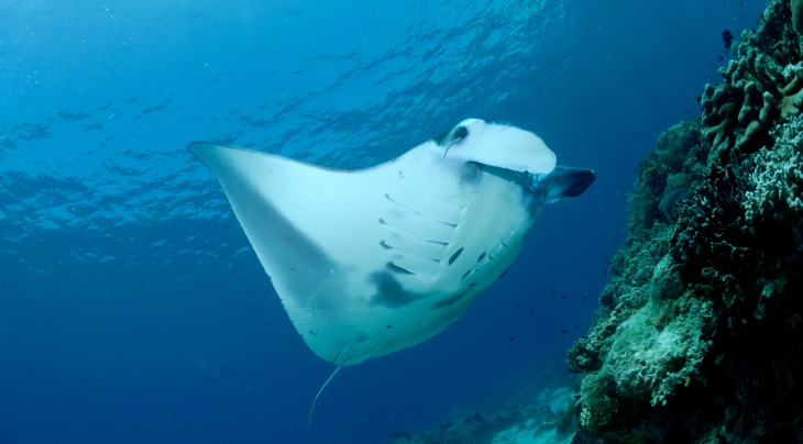 manta-ray