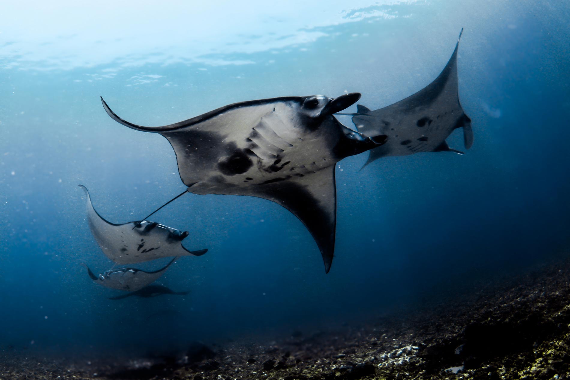 Manta Rays at Manta Point