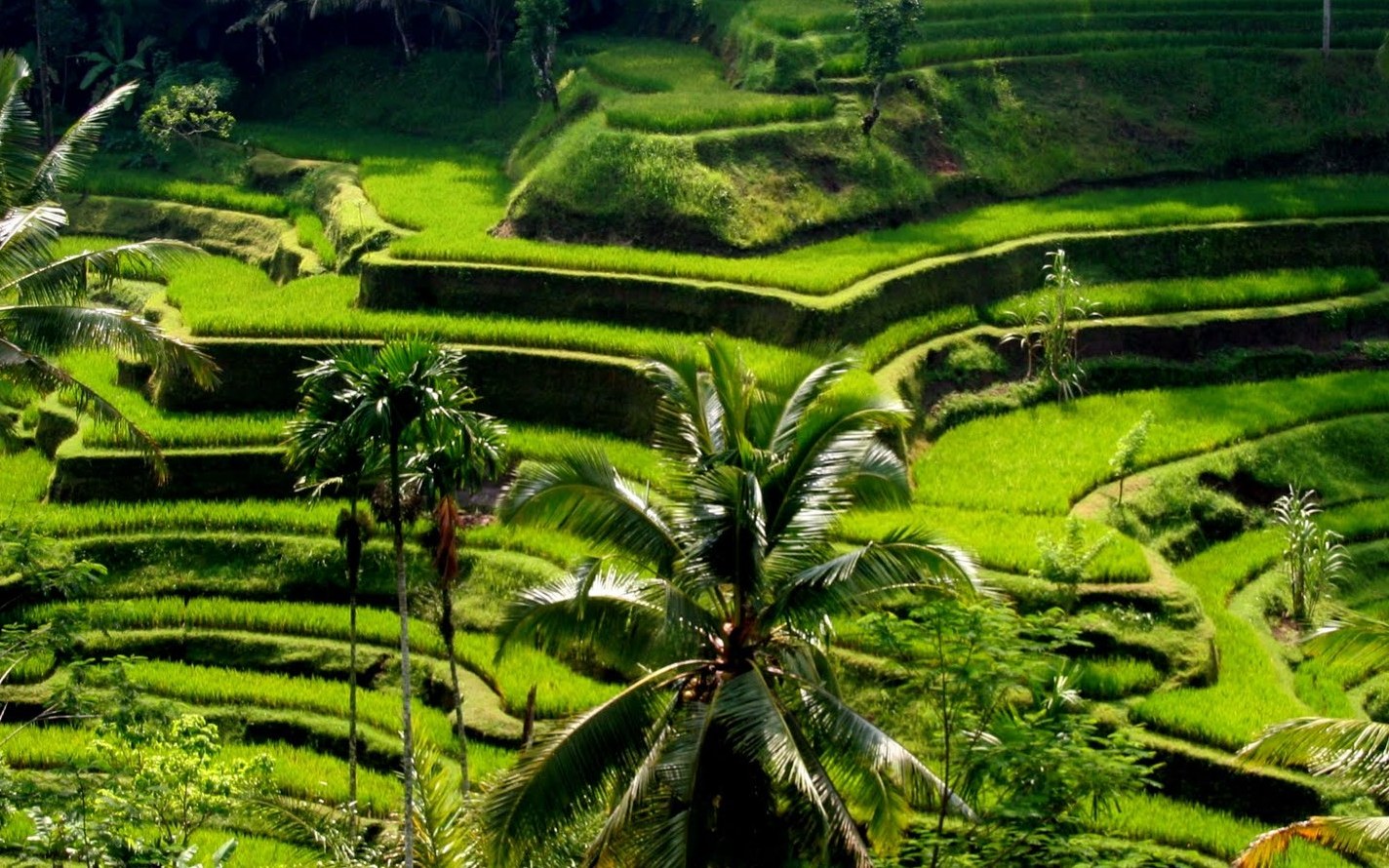 tegallalang-rice-terrace