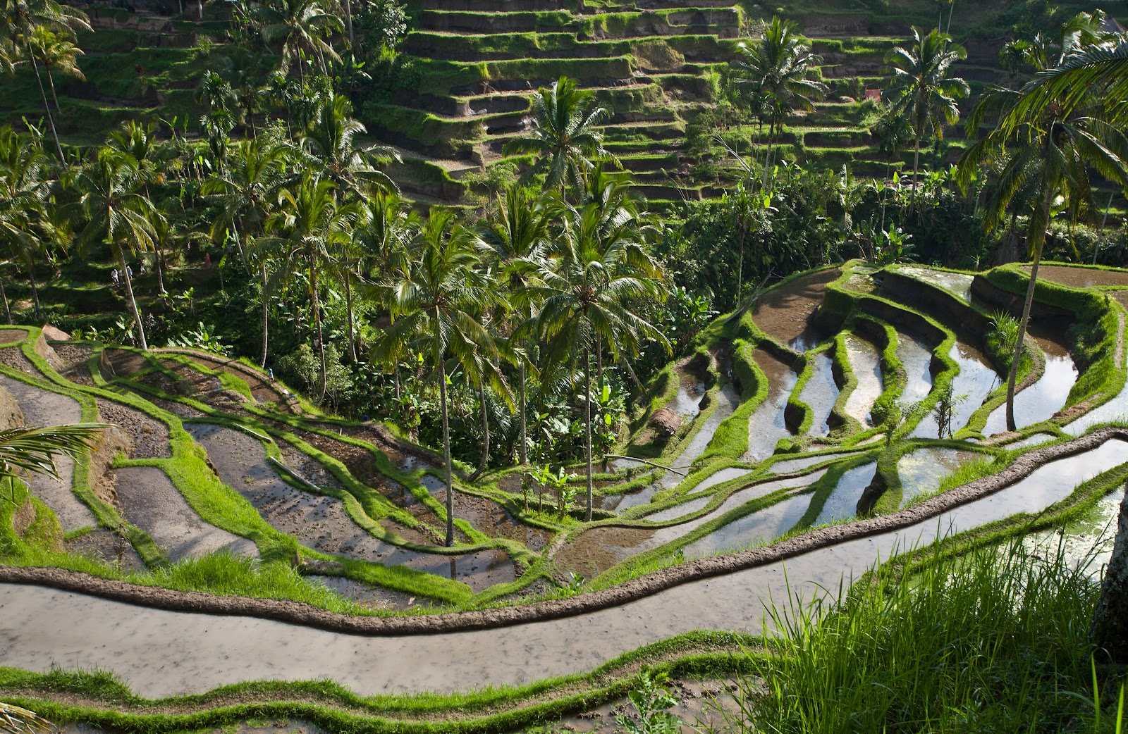 tegallalang-rice-terrace2