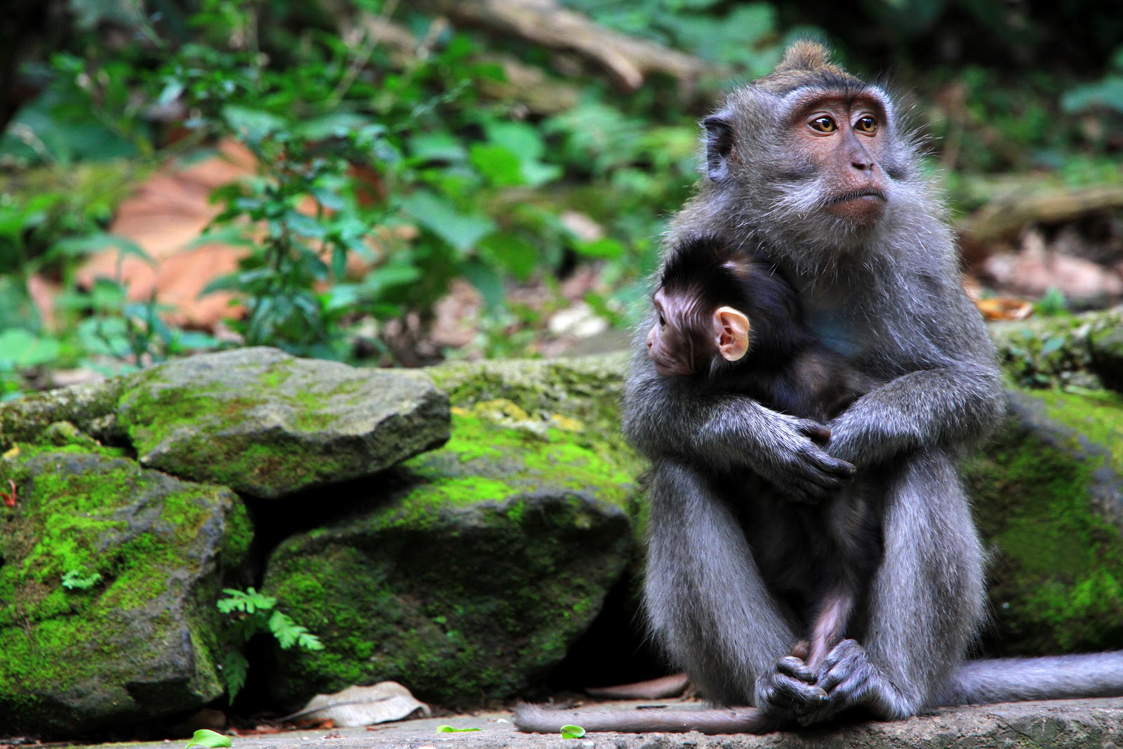 ubud-monkey-forest-1