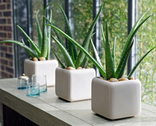 Air-Cleaning Indoor Plants to Liven Up Your House