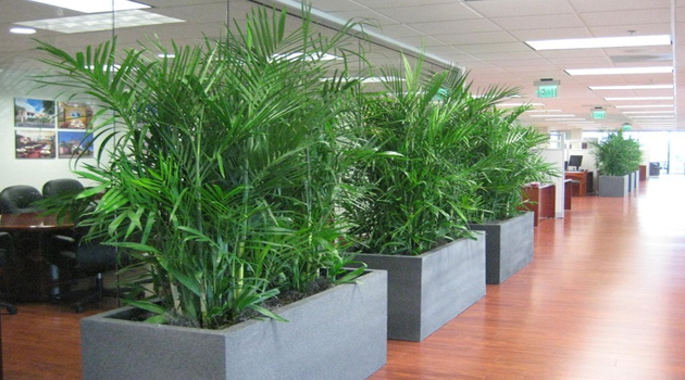 bamboo-palm