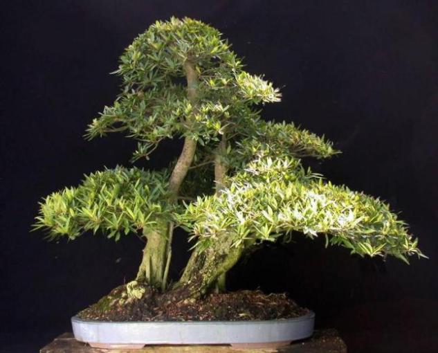 bonsai