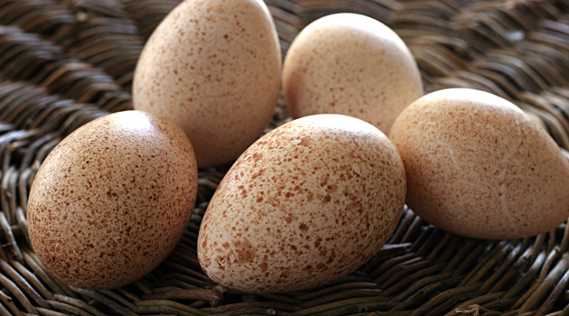 Why We Don’t Eat Turkey Eggs?