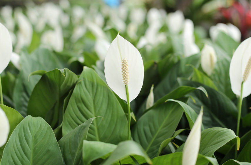 peace-lily