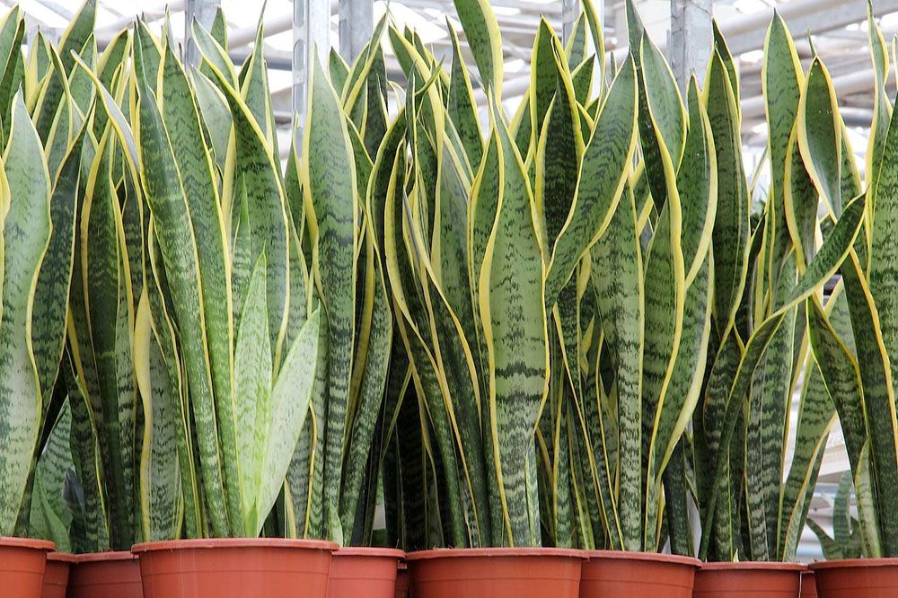 snakeplant