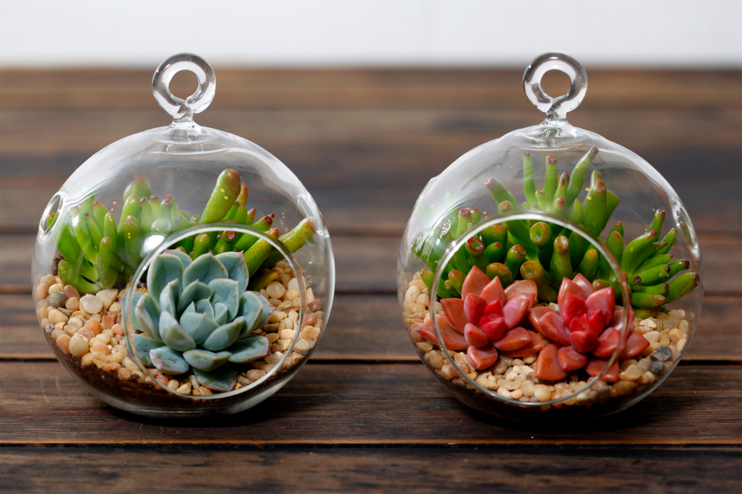 Let’s Make DIY Terrarium