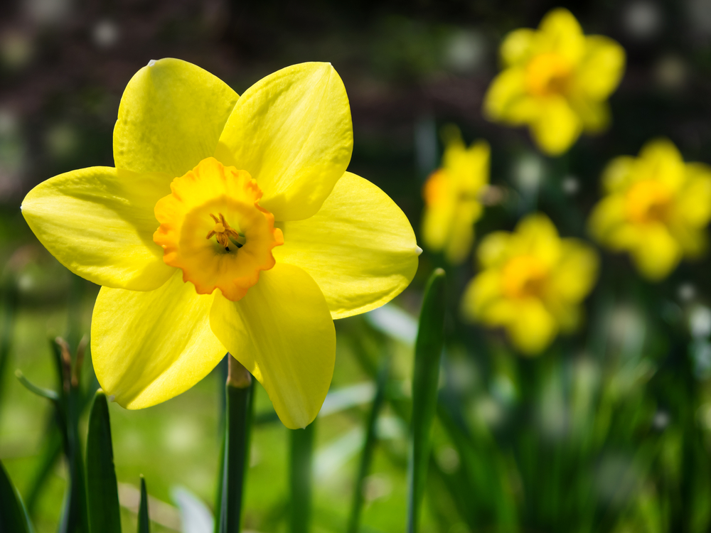 Daffodil Flower Meaning In Bengali Best Flower Site