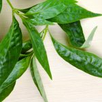 About Sambiloto or Bitter Leaves