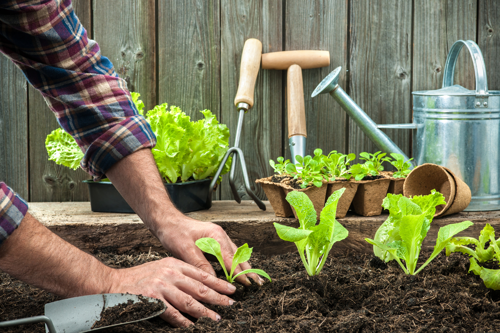 Why Gardening is Good for Your Health