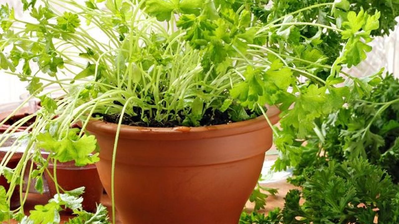 6 Edible Plants You Can Grow Indoors Indoindians Com