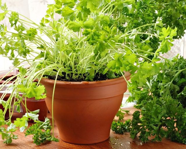 6 Edible Plants You Can Grow Indoors