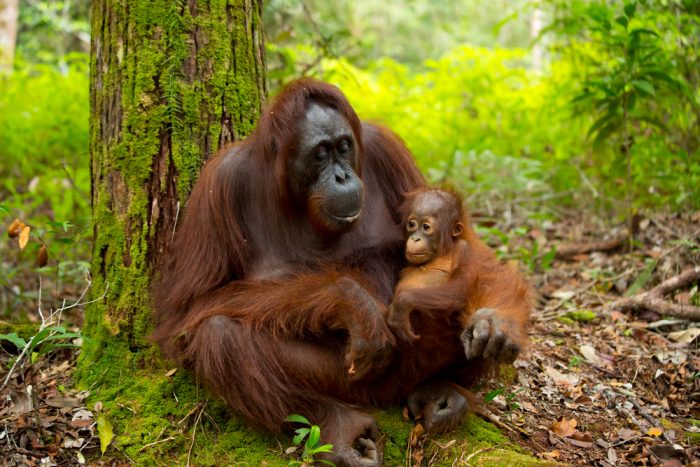 orangutan