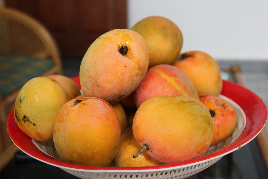 7 Popular Indonesian Mangoes You MustTry Indoindians com 7 Popular Indonesian Mangoes You MustTry Indoindians com