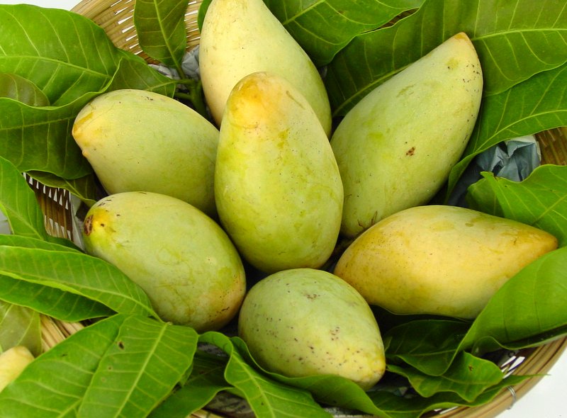 7 Popular Indonesian Mangoes You #MustTry