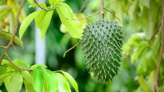indonesianfruit-soursop-may-help-cure-cancer