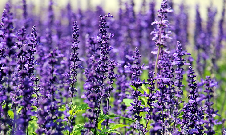 Sniff your way to happiness: scents to boost your mood