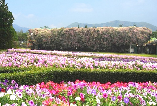 Visit Puncak for a Relaxed Holiday with Family Visit Puncak for a Relaxed Holiday with Family