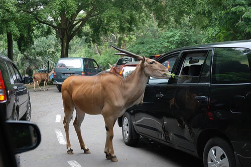 visit-puncak-for-relaxed-holiday-with-family-taman-safari-indonesia-safari-park-indoindianscom