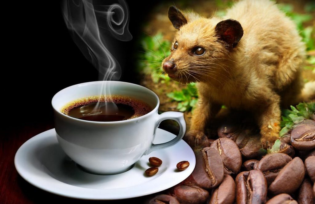 luwak-coffee-top-indonesian-souvenir-from-bali