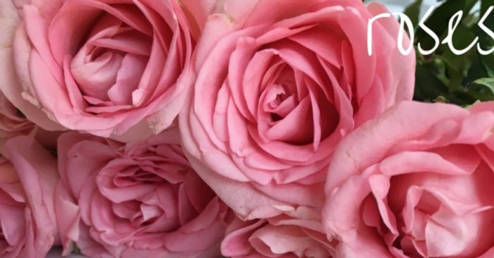 3 Different Edible Valentine's Day Roses to Make