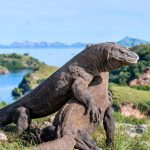 Off the Beaten Track in Indonesia