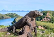 Off the Beaten Track in Indonesia