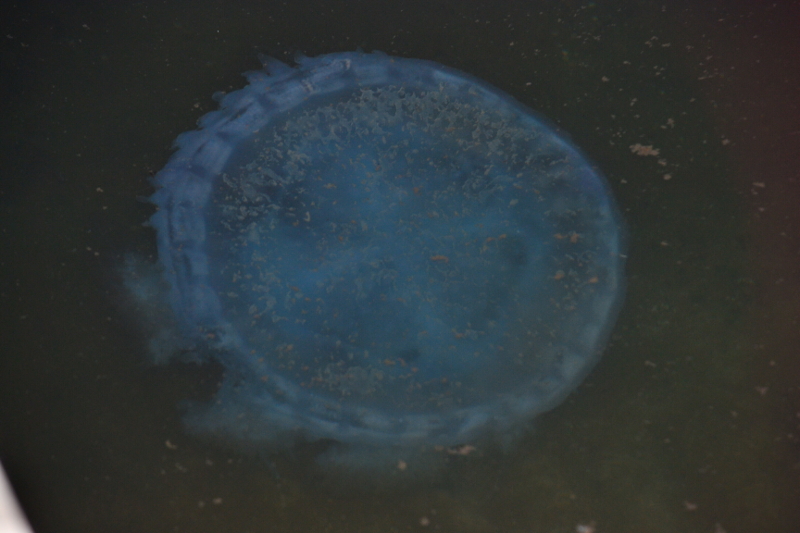 Jellyfish can be seen at some of the islands