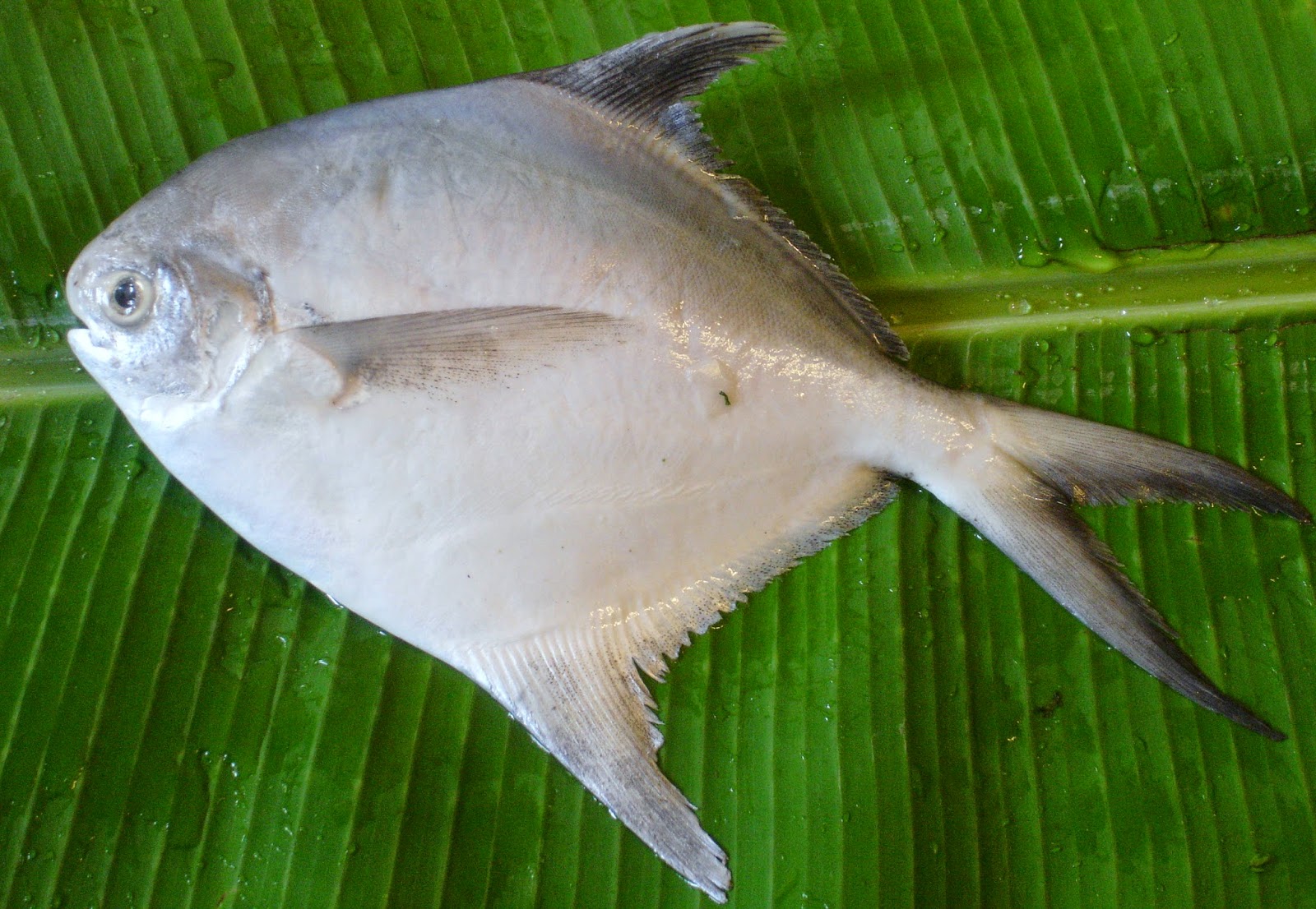 White Pomfret for Patra Ni Macchi
