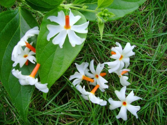 The 8 Most Beautiful & Mystical Flowers of India