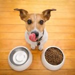 Recommended-Dog-Food-in-Indonesia