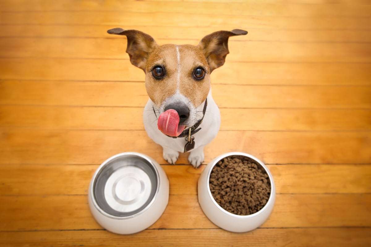 Recommended-Dog-Food-in-Indonesia
