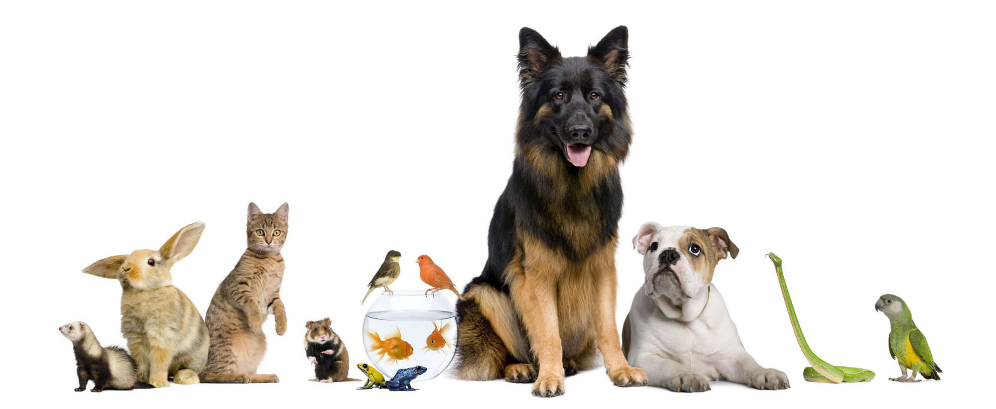 Choose the Perfect Pet-Sitting Service 