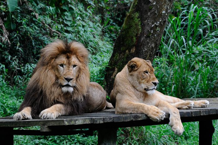 Taman Safari Indonesia 6-Theme-and-Amusement-Parks-in-Indonesia-Taman-Safari-Indonesia
