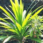 All-About-Pandan-and-its-Usage