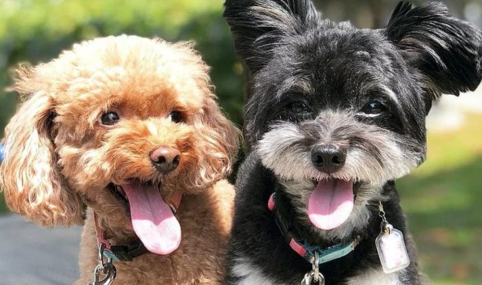 honeycombers-pet-hotels-dear-mutt