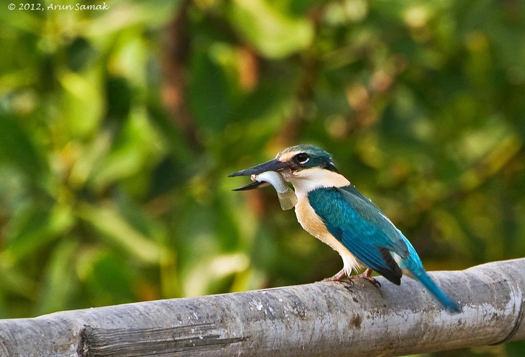 Photograph by Arun Samak