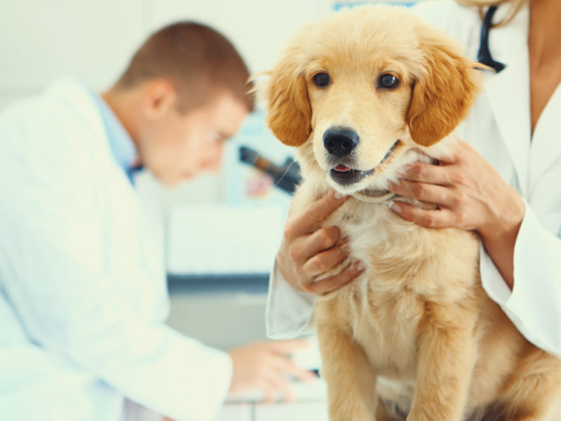 Healthy puppy after medical exam