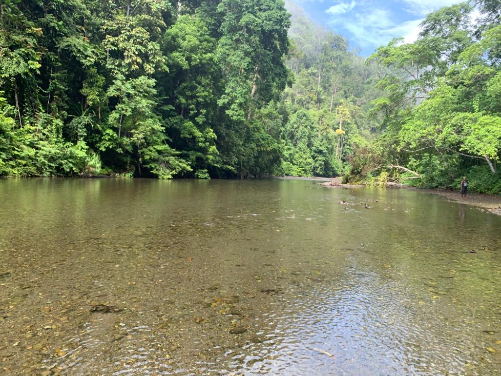 Rainforest walk