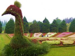 Enjoy Flora at Taman Bunga Nusantara! Enjoy-Flora-at-Taman-Bunga-Nusantara