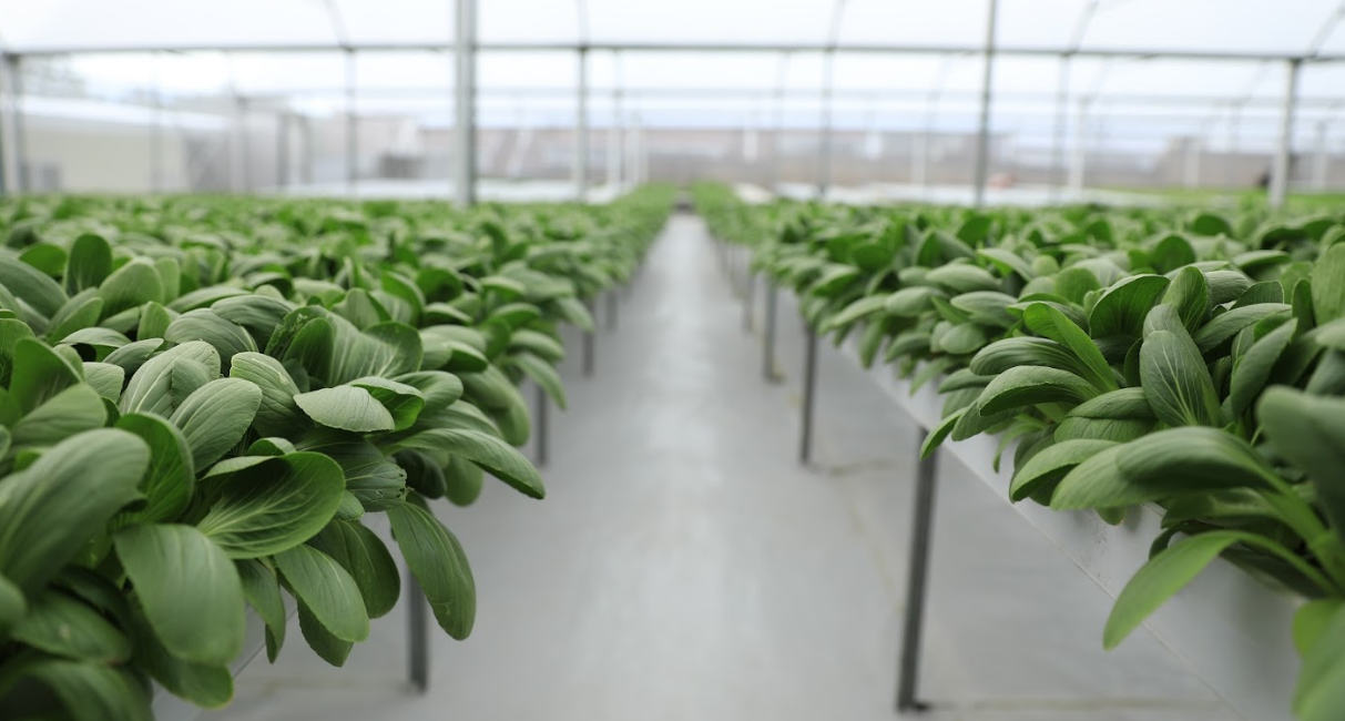 Beleaf Hydroponic Farm