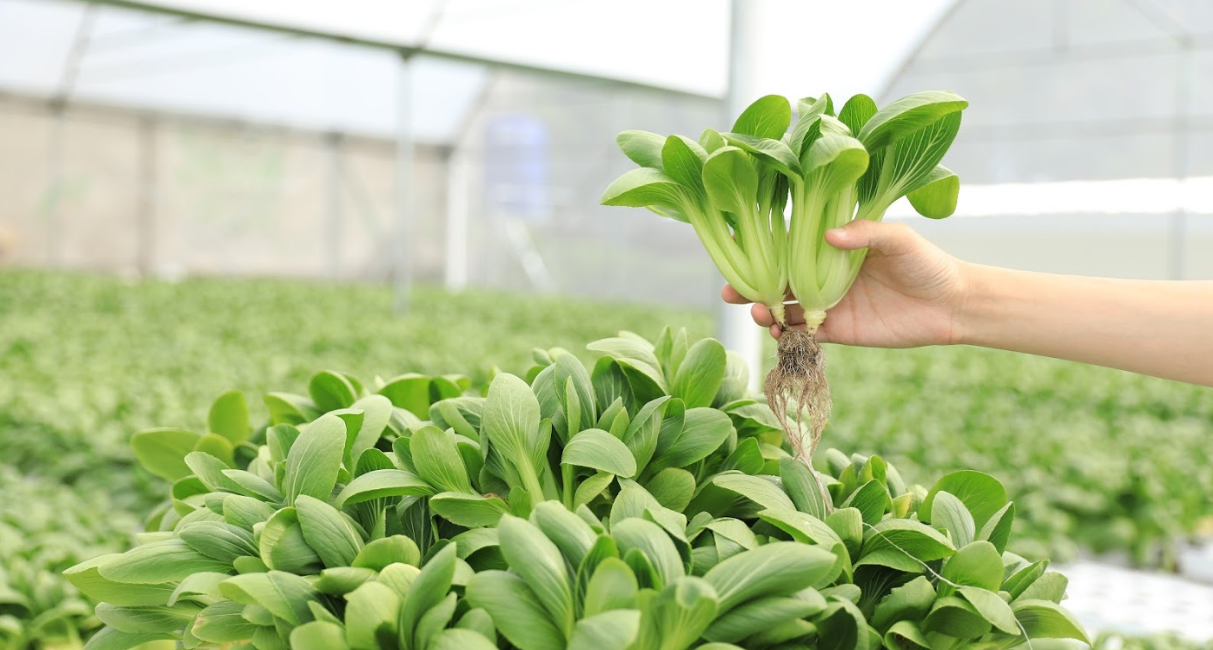 Hydroponic Leafy Vegetables