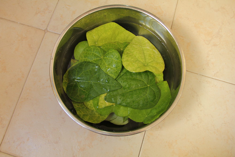 Cincau leaves