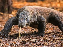 7-Interesting-Facts-About-the-Komodo-Dragons