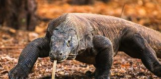 7-Interesting-Facts-About-the-Komodo-Dragons